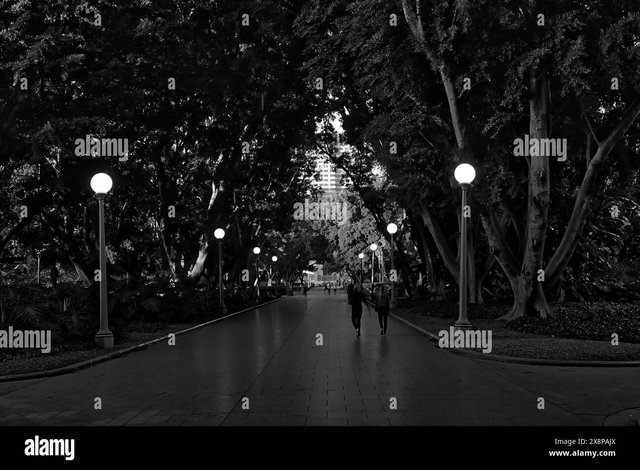 Ein Blick auf den Hyde Park Walkway, eine von Feigen gesäumte Allee im Hyde Park, Sydney. Es liegt auf der östlichen Seite des Stadtzentrums von Sydney. Stockfoto