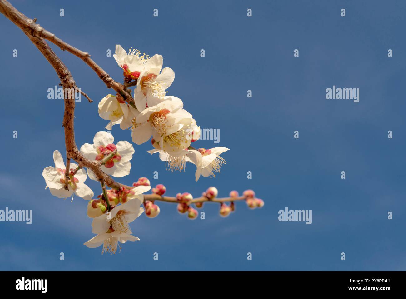 Genießen Sie die zarte Schönheit des Frühlings mit diesem bezaubernden Bild der weißen Blüten der Sakuara in voller Blüte vor einem leuchtend blauen Himmel. Die Diagona Stockfoto