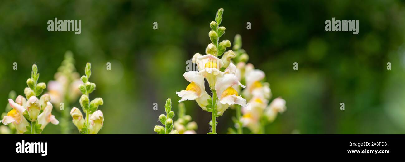 Große gesunde blühende Aprikosen Schönheit Schnapsdrachen. Antirhinum-Drachenblume. Dekorativ geschnittene Blumengartenbanner. Stockfoto