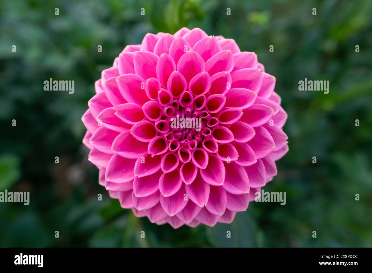 Rosa Sylvia Dahlienblume. Schöne hellrosa Kugel Varietät Dahlia Nahaufnahme. Stockfoto