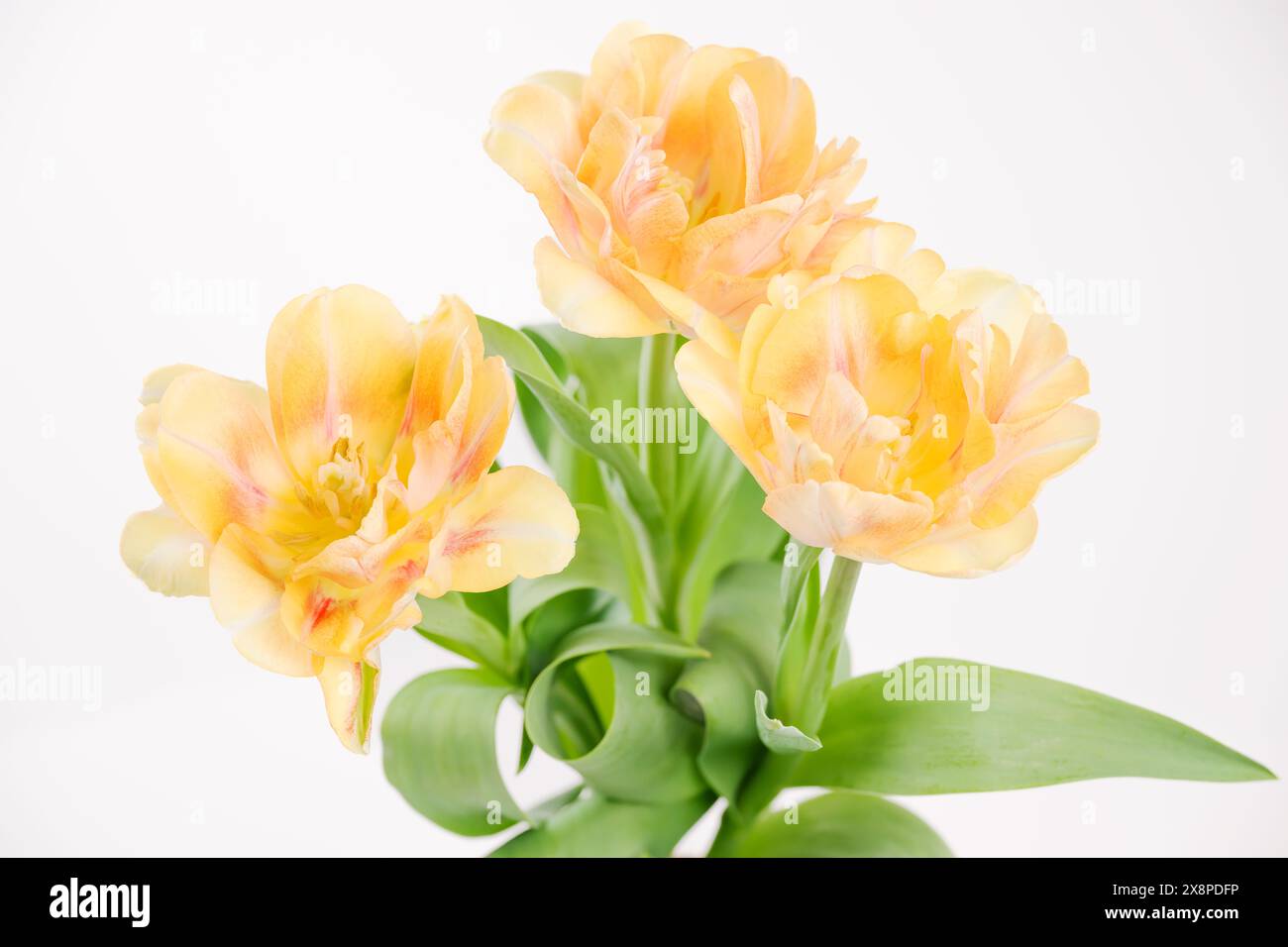 Zwei weiche gelbe Tulpen auf weißem Hintergrund. Frühlingstulpen Bouquet isoliert. Tulpen schließen sich. Stockfoto