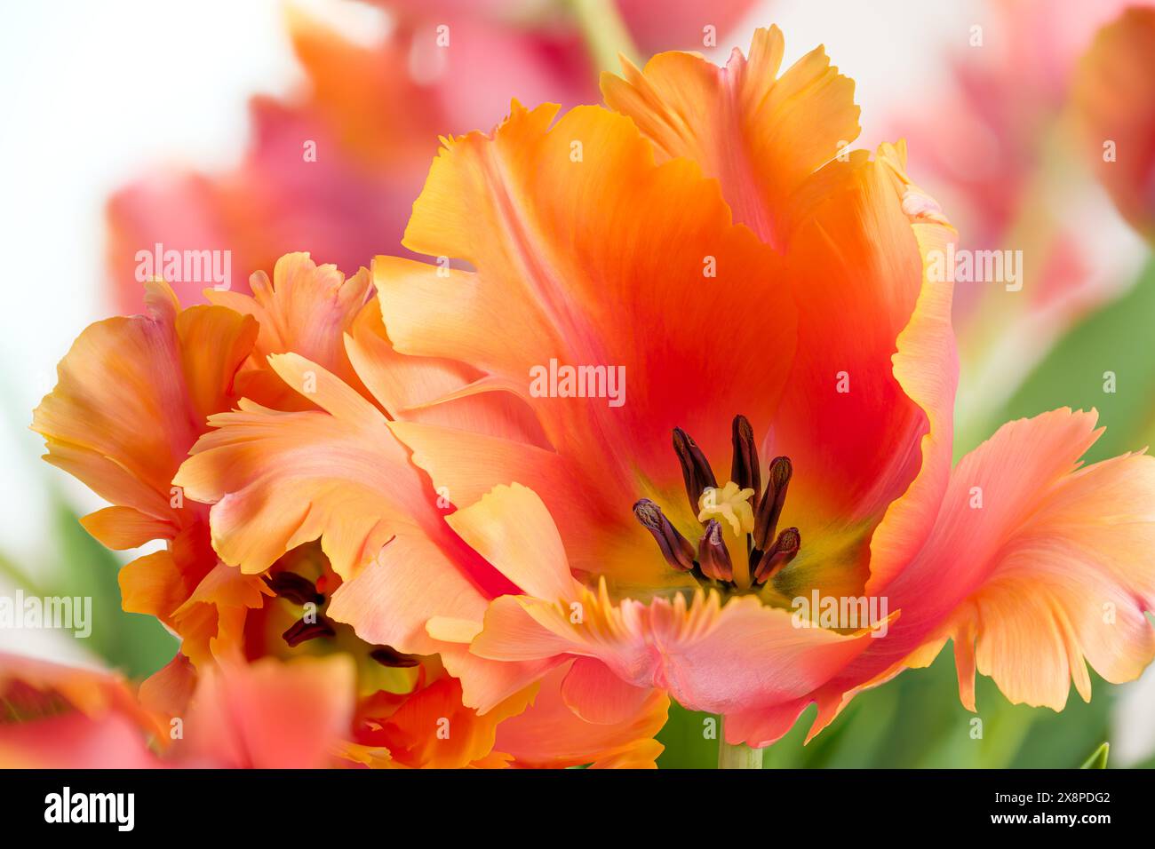 Frühlingsstrauß aus erstaunlichen Papageientulpen auf weißem Hintergrund. Blumenhintergrund. Wunderschönes Tulpenmakro. Stockfoto