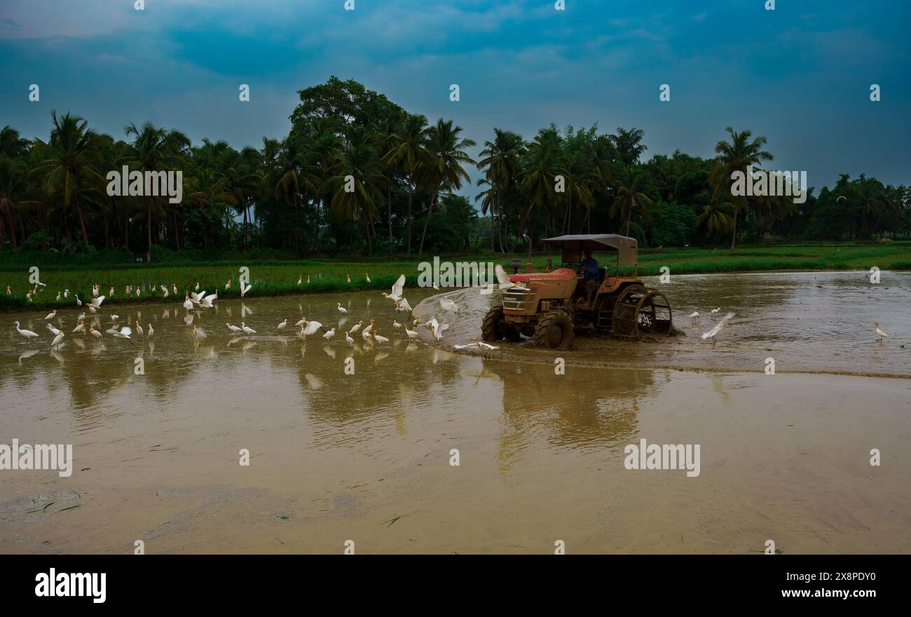 Landbewirtschaftung: Ein Bauer bewirtschaftet sein Land fleißig, um sich auf die nächste Ernte vorzubereiten. Dieses kraftvolle Bild erinnert an Themen wie harte Arbeit, Natur und die Huld der Erde. Perfekt für landwirtschaftliche Unternehmen, Naturzeitschriften oder Fotowebseiten. Stockfoto