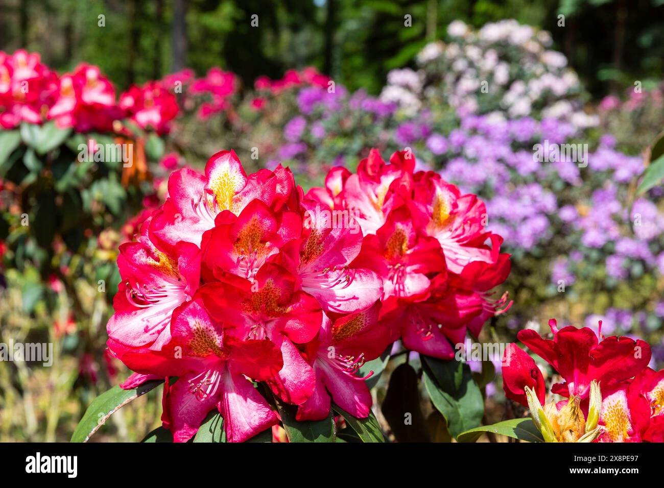 Rhododendronblte in der historischen Grtnerei der Familie Seidel,  Grngrbchen, Schwepnitz, Sachsen, Deutschland *** Rhododendronblte im His  Stockfotografie - Alamy
