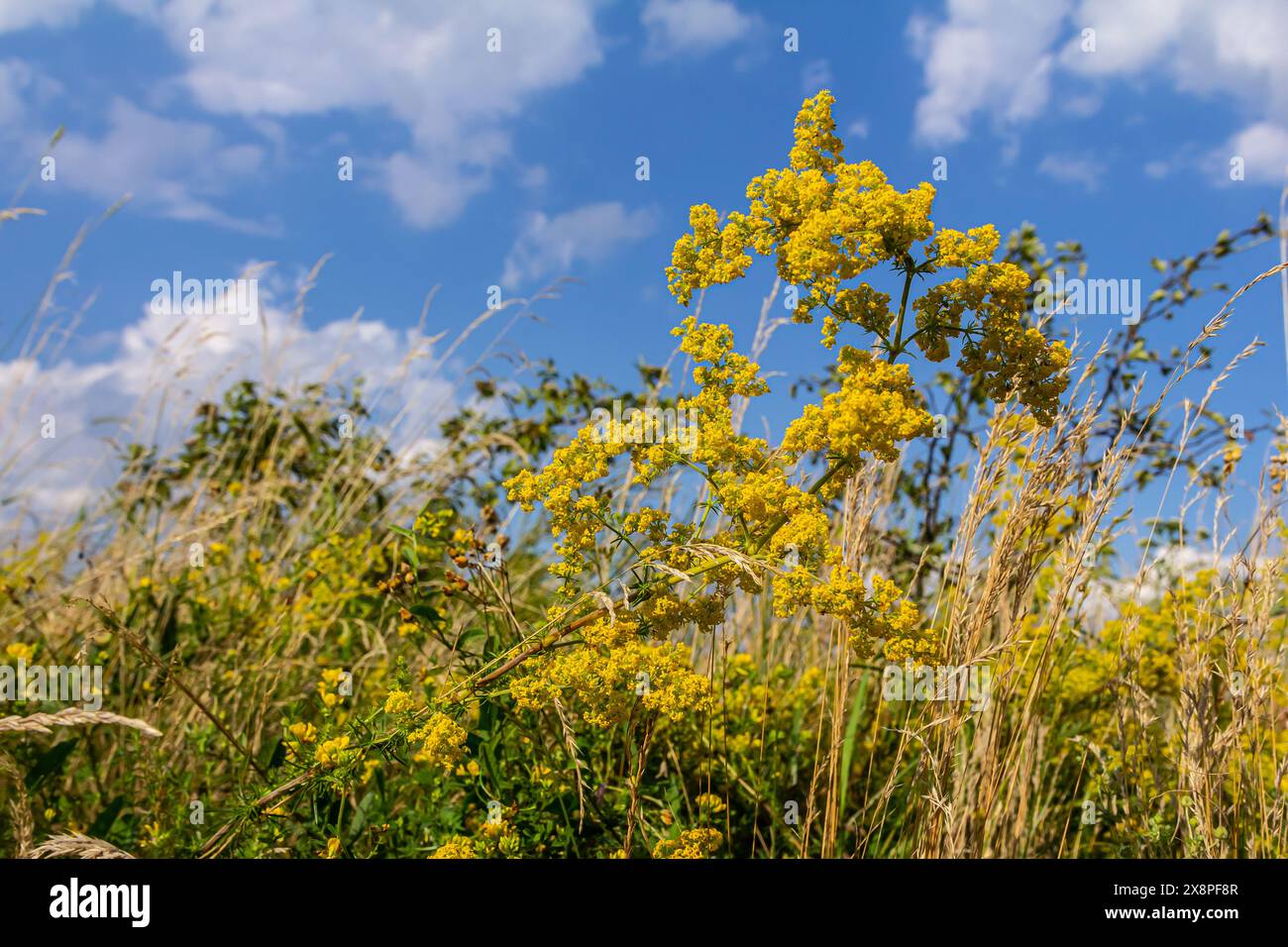 Galium verum, Frauenstroh oder gelbes Bettstroh, niedrige Krabbelpflanze, Blätter breit, glänzend dunkelgrün, behaart darunter, Blumen gelb und produzierte i Stockfoto