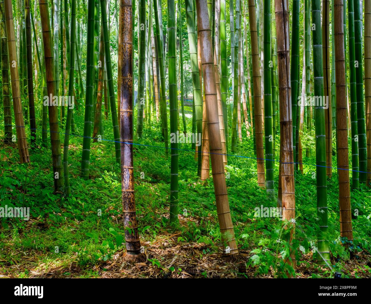 bambus skateboard Henon Graphic Bamboo Skateboard