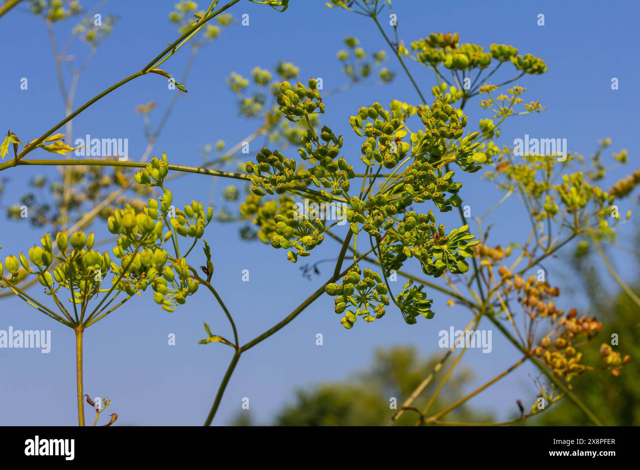 Pastinaca sativa subsp. Urinen, Pastinaca umbrosa, Apiaceae. Wilde Pflanzen, die im Sommer geschossen wurden. Stockfoto