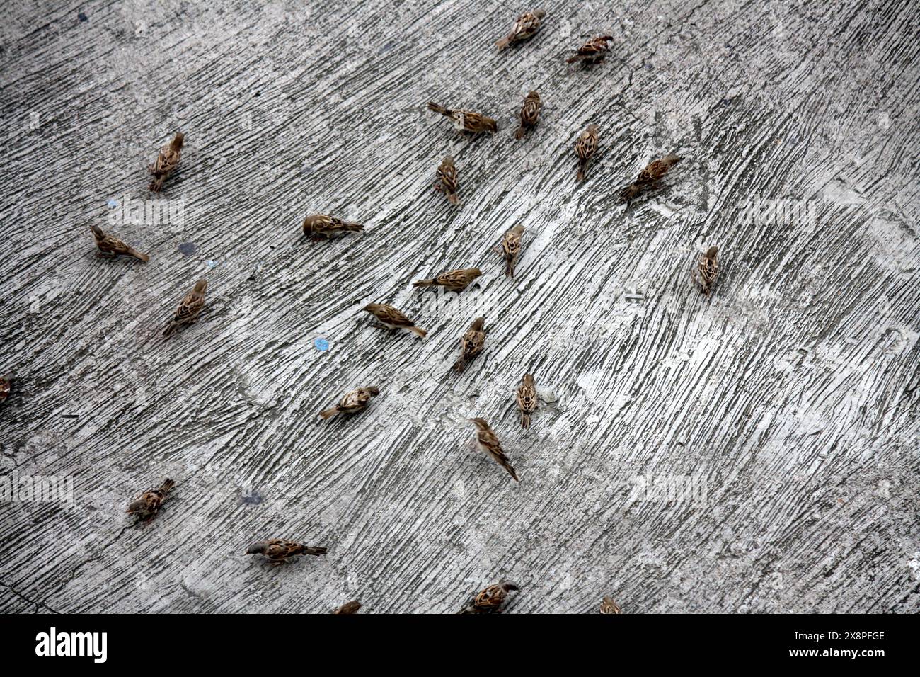 Eine Gruppe von Haussperlingen (Passer domesticus), die am Boden fressen : (Bild Sanjiv Shukla) Stockfoto