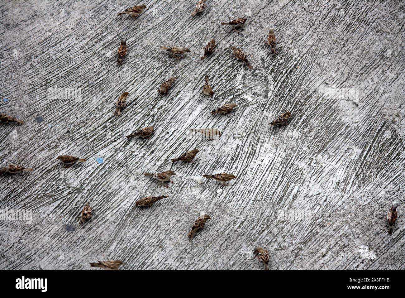 Eine Gruppe von Haussperlingen (Passer domesticus), die am Boden fressen : (Bild Sanjiv Shukla) Stockfoto