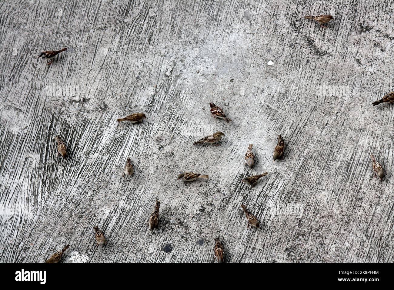 Eine Gruppe von Haussperlingen (Passer domesticus), die am Boden fressen : (Bild Sanjiv Shukla) Stockfoto