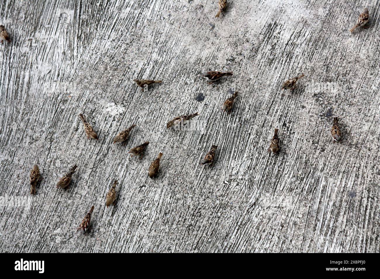Eine Gruppe von Haussperlingen (Passer domesticus), die am Boden fressen : (Bild Sanjiv Shukla) Stockfoto