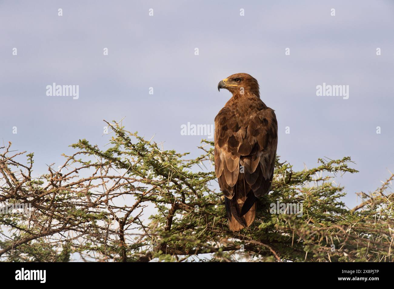 Tawny Eagle, Aquila rapax, Accipitridae, Buffalo Spring Reserve, Samburu National Reserve, Kenia, Afrika Stockfoto