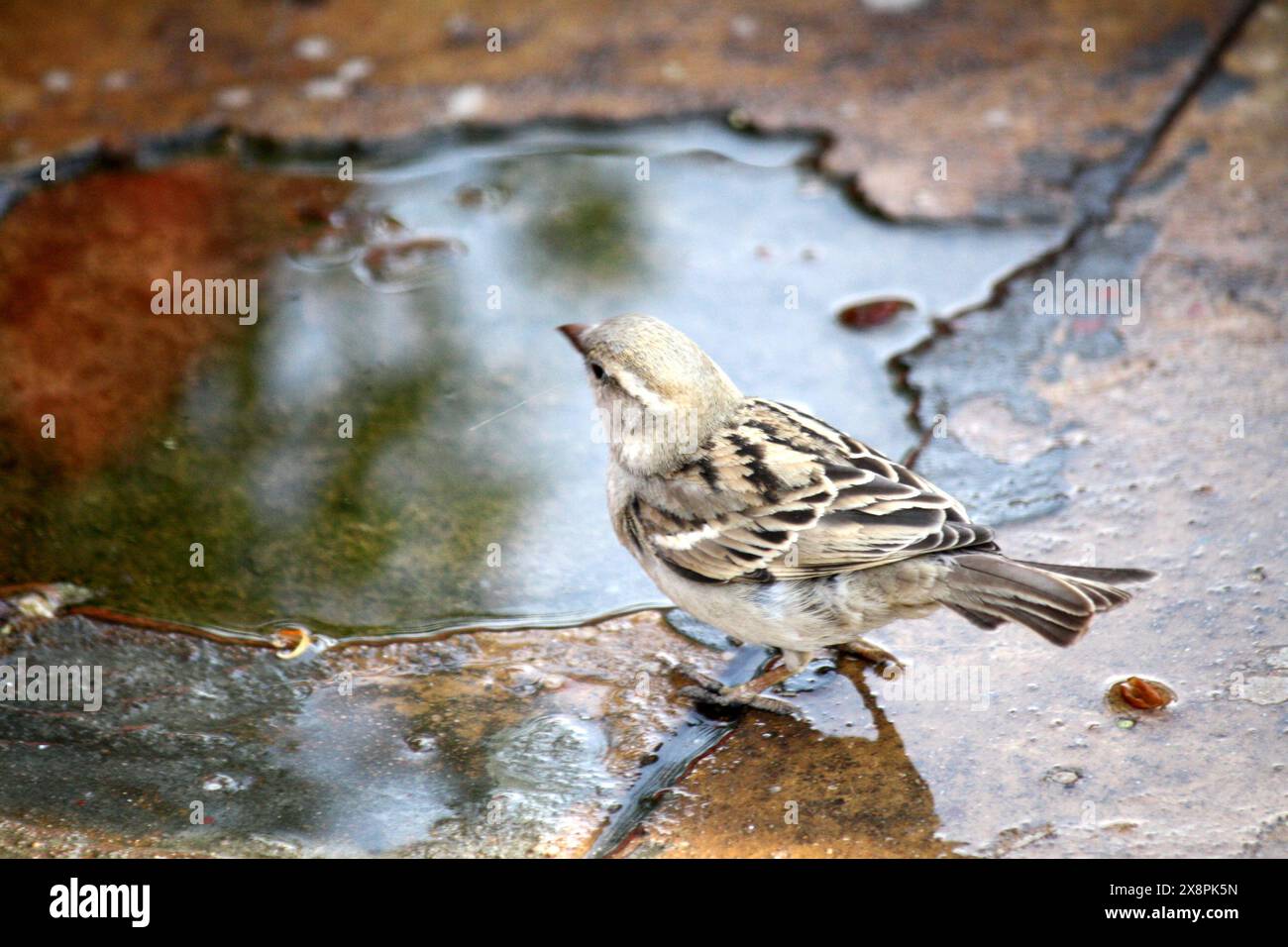 Haussperling (Passer domesticus) auf der Suche nach Nahrung : (Bild Sanjiv Shukla) Stockfoto