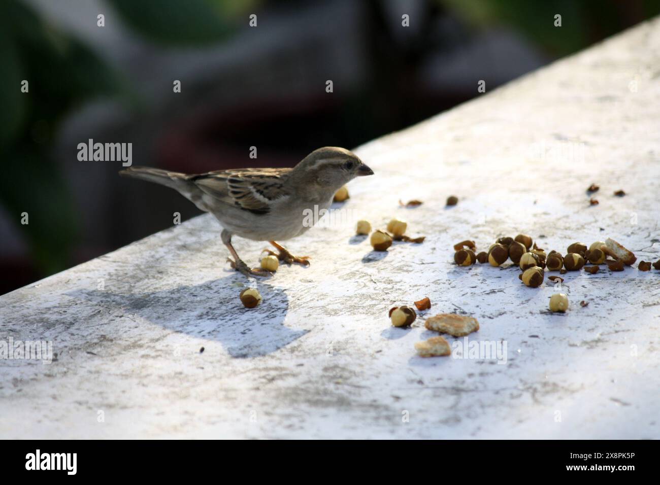 Haussperling (Passer domesticus) auf der Suche nach Nahrung : (Bild Sanjiv Shukla) Stockfoto