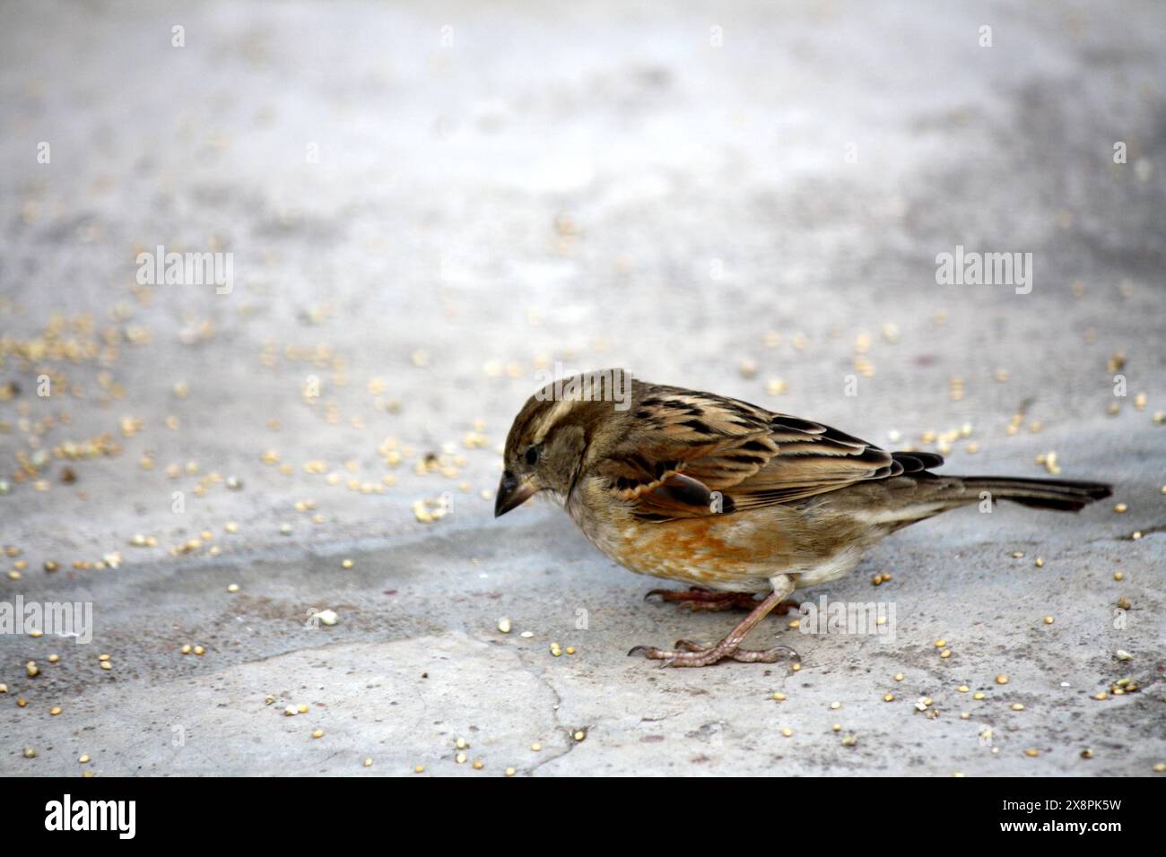 Haussperling (Passer domesticus) auf der Suche nach Nahrung : (Bild Sanjiv Shukla) Stockfoto