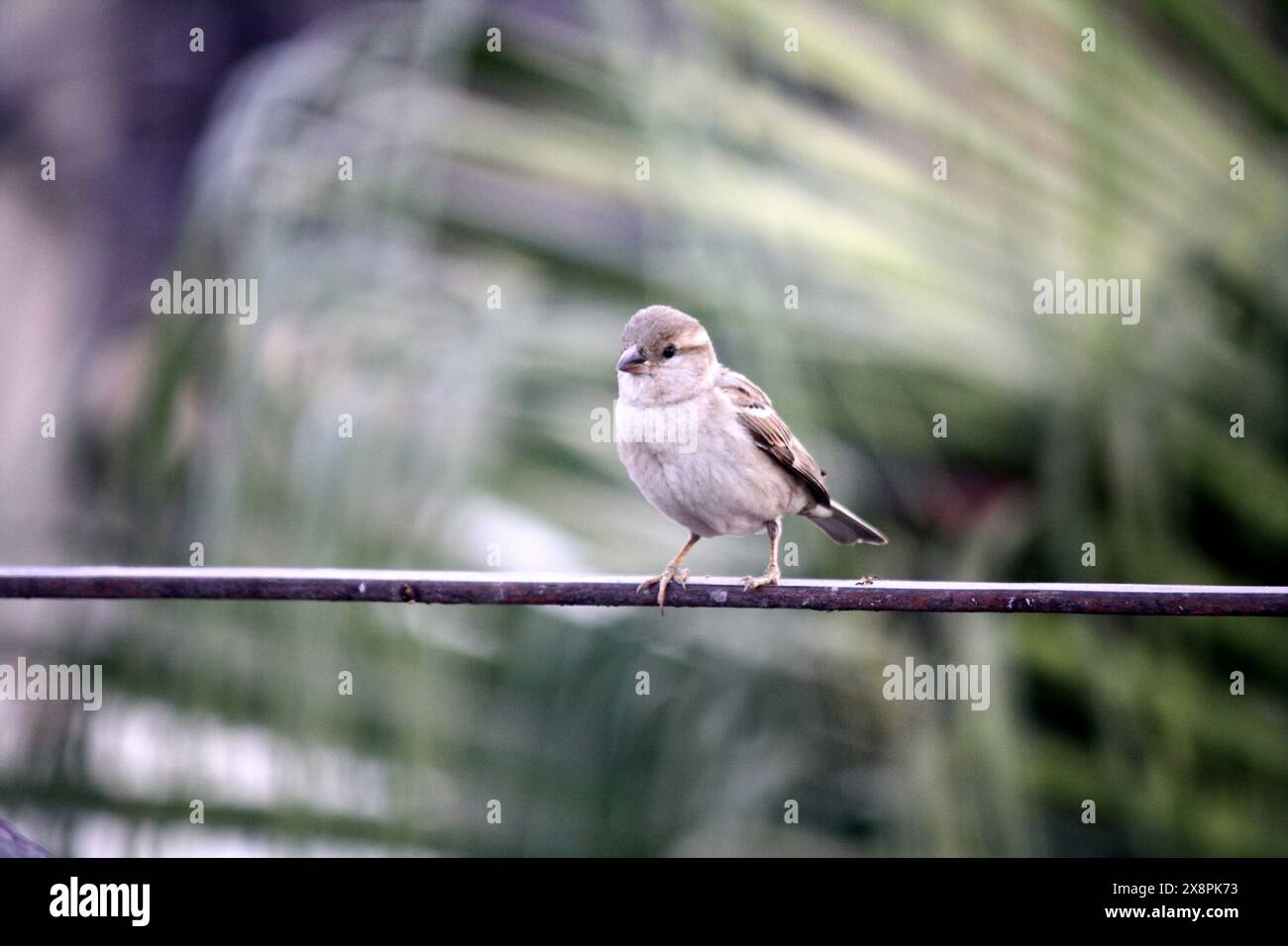 Haussperling (Passer domesticus) auf der Suche nach Nahrung : (Bild Sanjiv Shukla) Stockfoto
