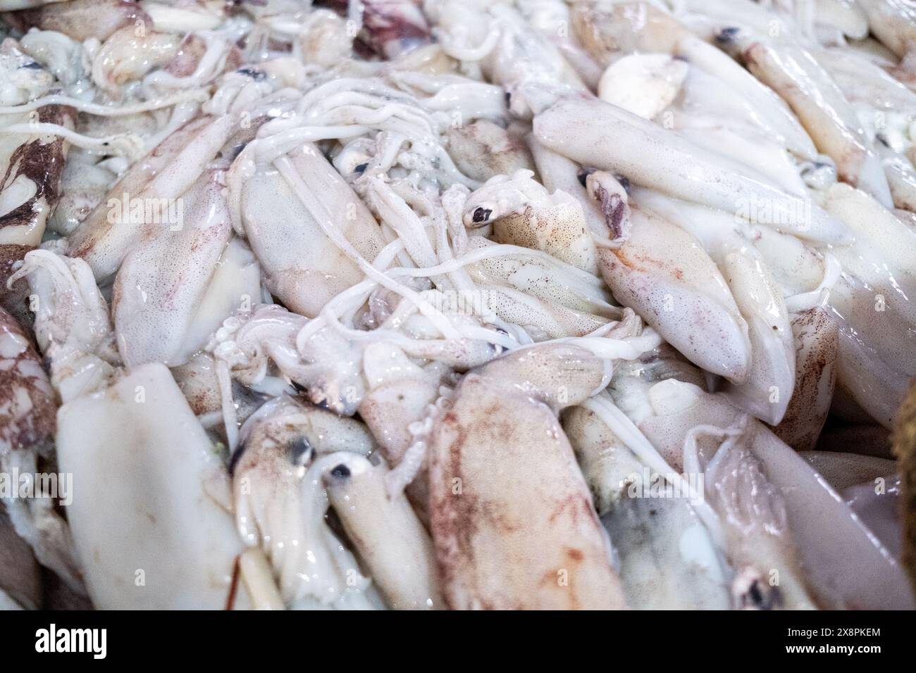 Nahaufnahme eines Haufens frischer Tintenfische auf dem zentralen Markt von Casablanca, im Art déco-Viertel, dem europäischen Viertel der Stadt, unter anderem Stockfoto
