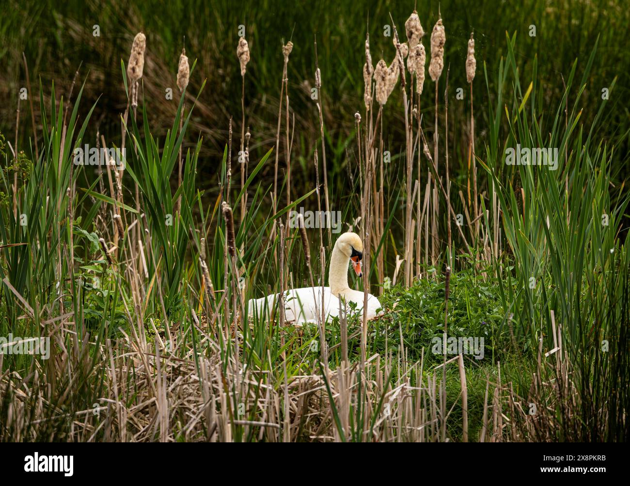 Ein weißer stummer Schwan in der Wildnis Stockfoto