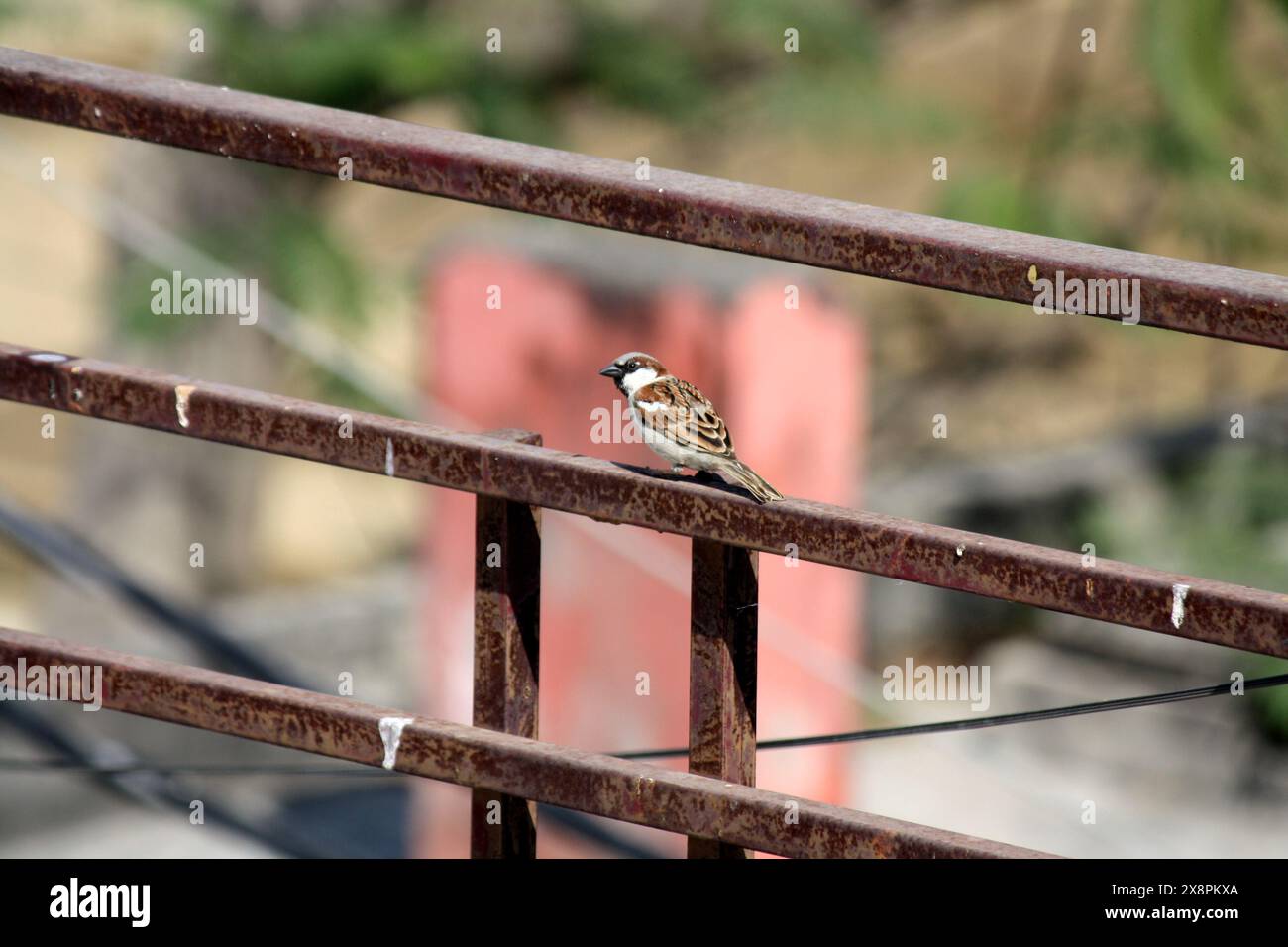 Männlicher Haussperling (Passer domesticus), der seine Umgebung vermisst: (Bild Sanjiv Shukla) Stockfoto