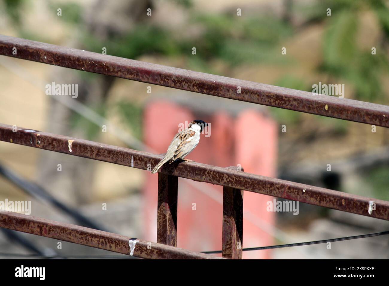 Männlicher Haussperling (Passer domesticus), der seine Umgebung vermisst: (Bild Sanjiv Shukla) Stockfoto