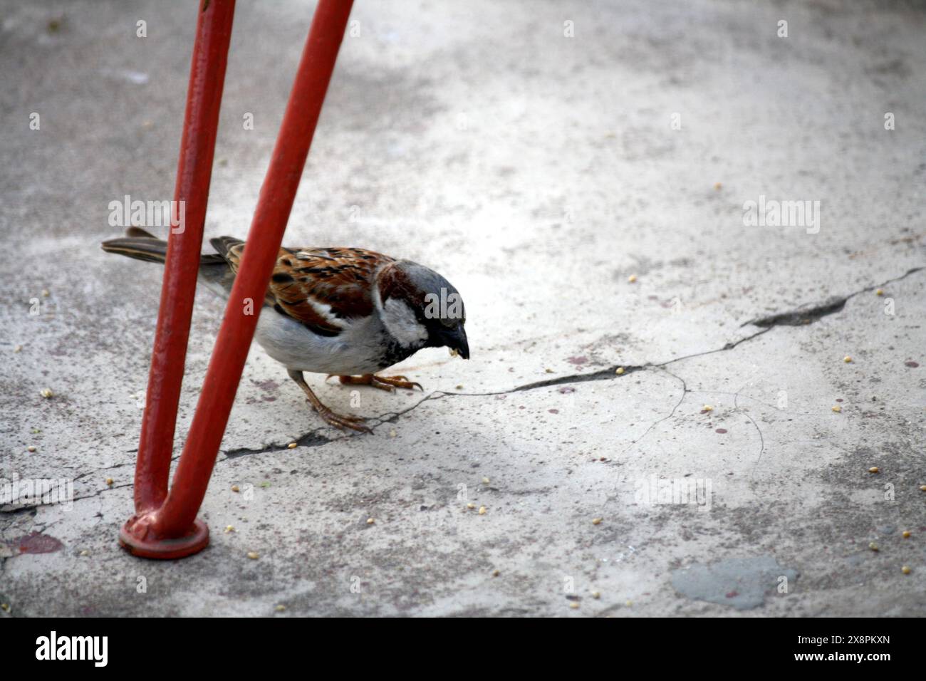 Männlicher Haussperling (Passer domesticus), der seine Umgebung vermisst: (Bild Sanjiv Shukla) Stockfoto