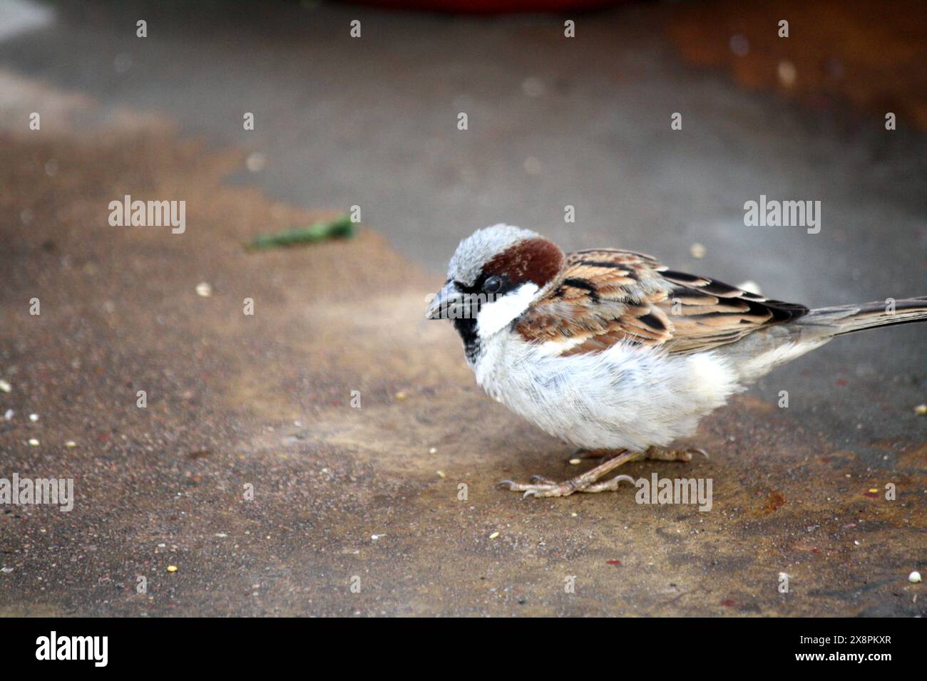 Männlicher Haussperling (Passer domesticus), der seine Umgebung vermisst: (Bild Sanjiv Shukla) Stockfoto