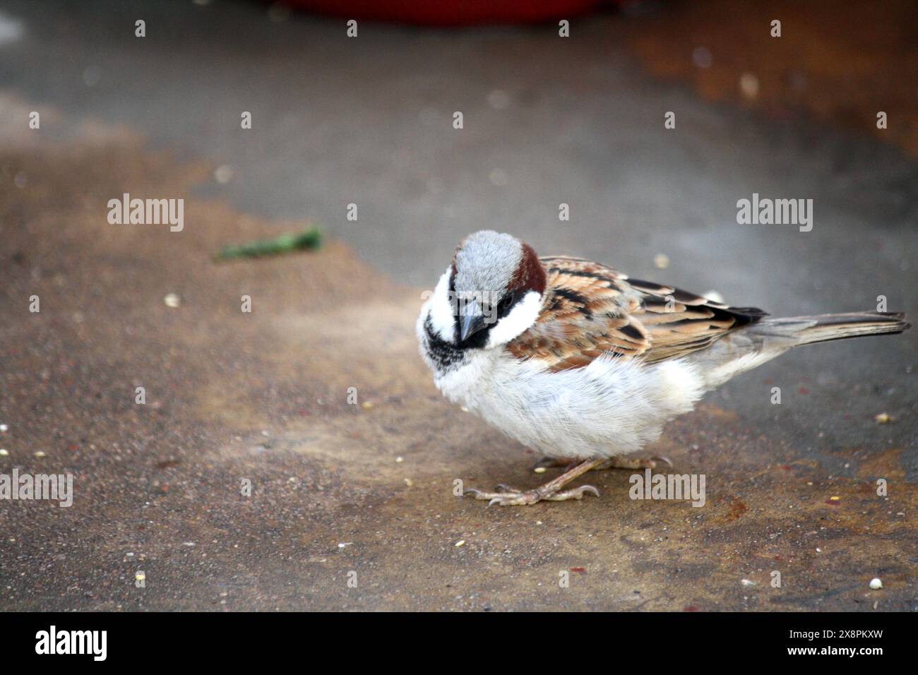 Männlicher Haussperling (Passer domesticus), der seine Umgebung vermisst: (Bild Sanjiv Shukla) Stockfoto