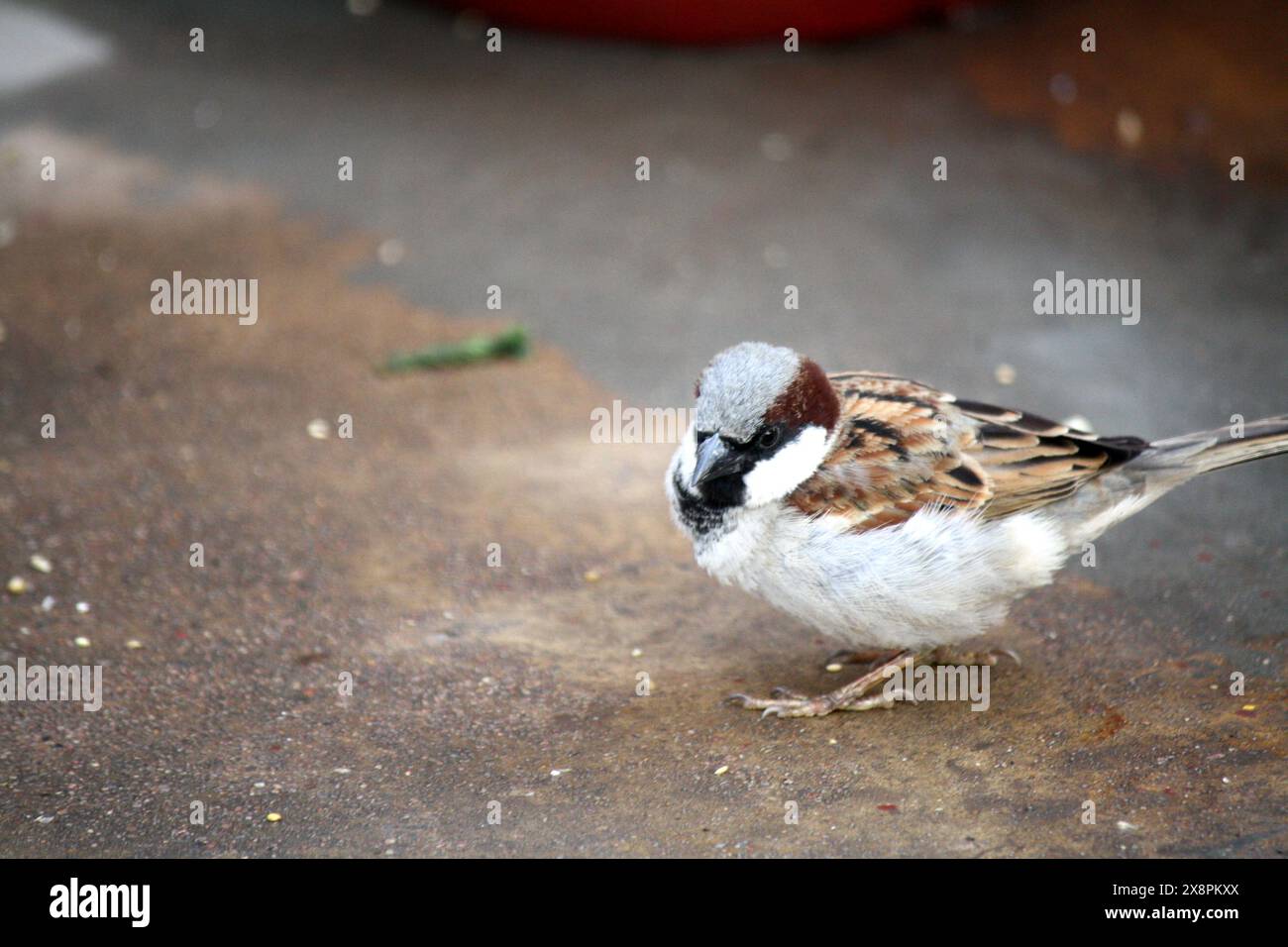 Männlicher Haussperling (Passer domesticus), der seine Umgebung vermisst: (Bild Sanjiv Shukla) Stockfoto