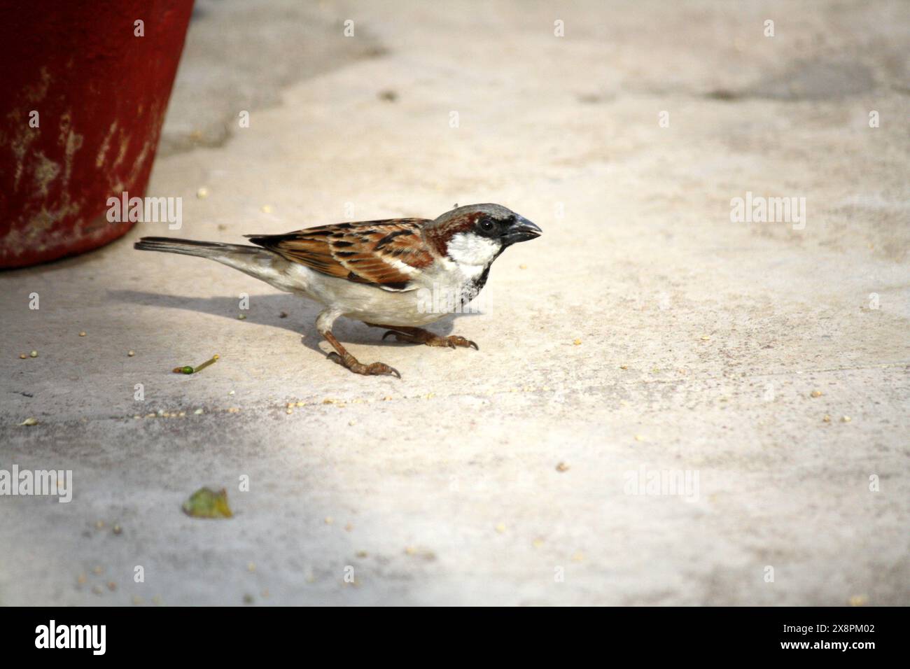 Männlicher Haussperling (Passer domesticus), der seine Umgebung vermisst: (Bild Sanjiv Shukla) Stockfoto