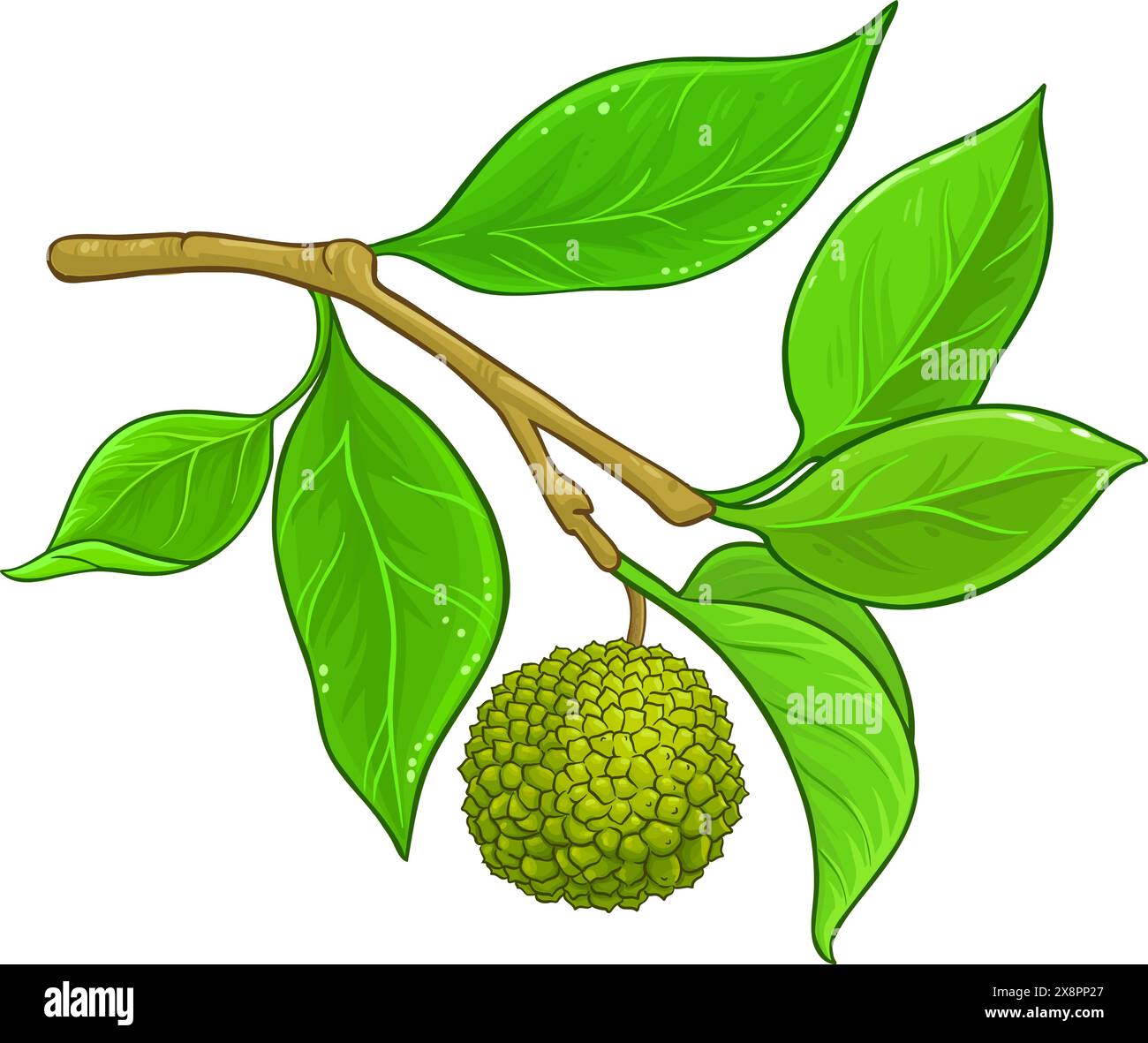 Farbige Detaillierte Abbildung Der Calodendrum Branch Stock Vektor