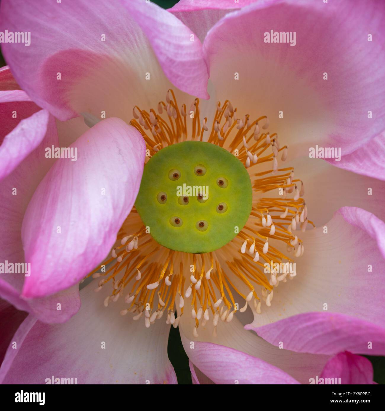 Nahaufnahme von oben auf das Herz der rosafarbenen Lotusblume alias Nelumbo nucifera mit Samenkorn- und Stamen-Detail Stockfoto