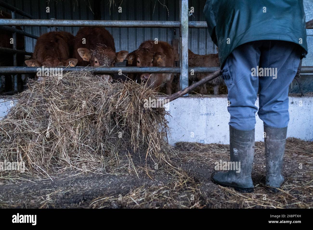 Adeline füttert Heu an Limousin-Kühe in einer Scheune in Cotes-d Armor, Bretagne, Frankreich am 26. Dezember 2022 Adeline, ein Landwirtschaftsbetrieb bei GAEC du Bois au BE, Stockfoto