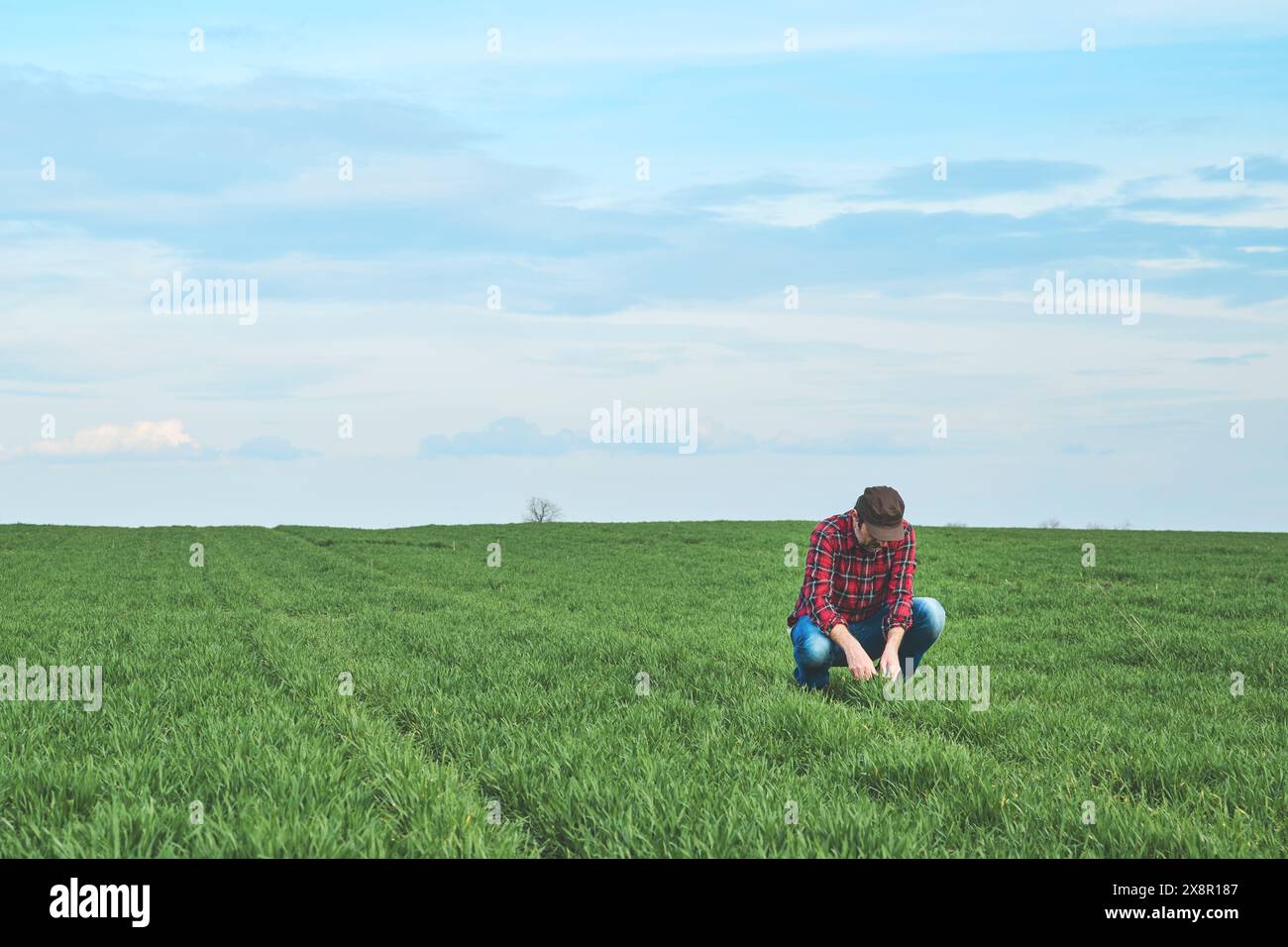 Landwirt untersucht Weizensämlinge in der Landwirtschaft, in der landwirtschaftlichen Arbeit und im Pflanzenschutzkonzept Stockfoto