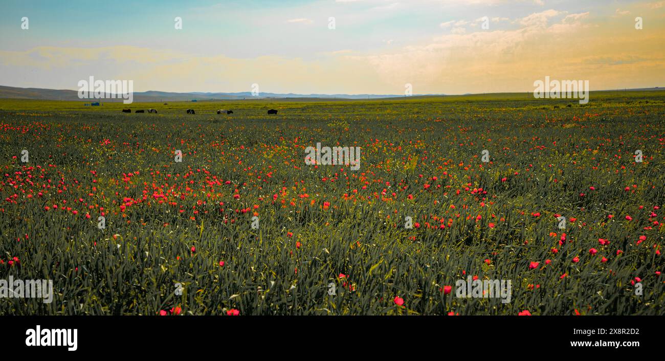 Ein Blumenfeld mit ein paar Kühen, die im Hintergrund grasen Stockfoto
