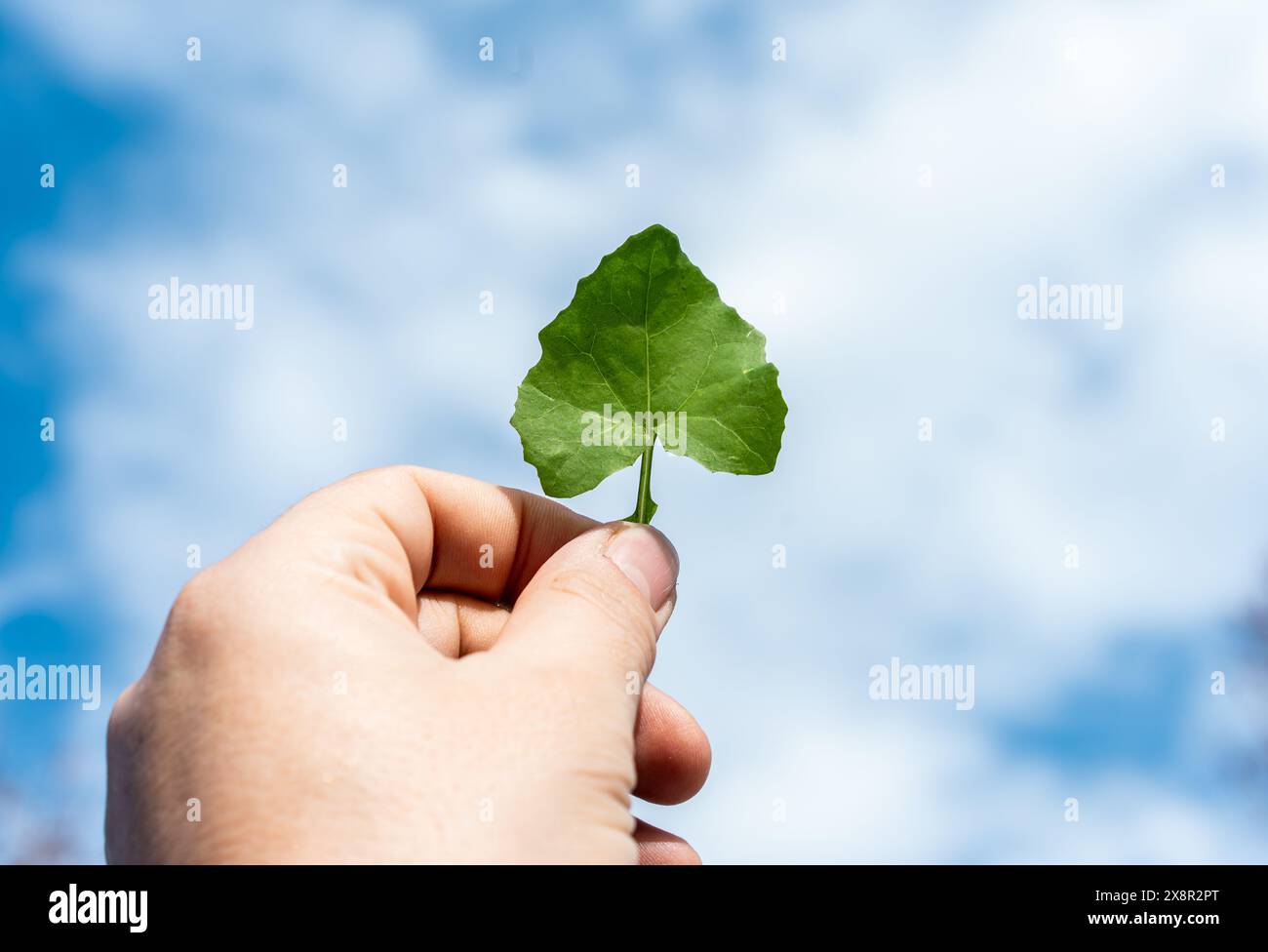 Nahaufnahme einer Hand, die ein grünes Blatt vor blauem Himmel hält. Dieses Bild betont die Natur, das Umweltbewusstsein und die Umweltfreundlichkeit Stockfoto