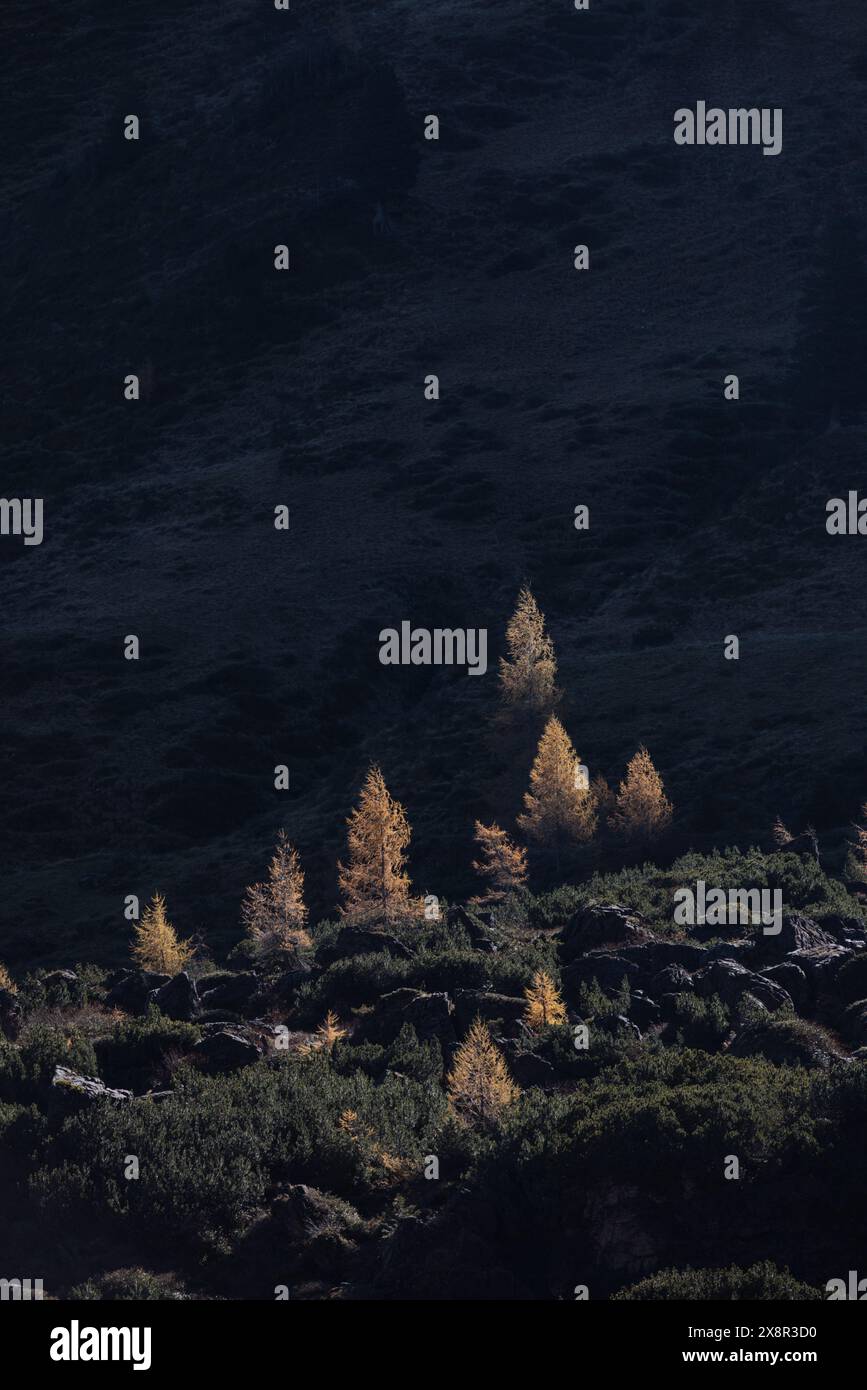 Gelbe Herbstlärchen auf sonnendurchfluteten Bergen mit kontrastierenden Schatten Stockfoto