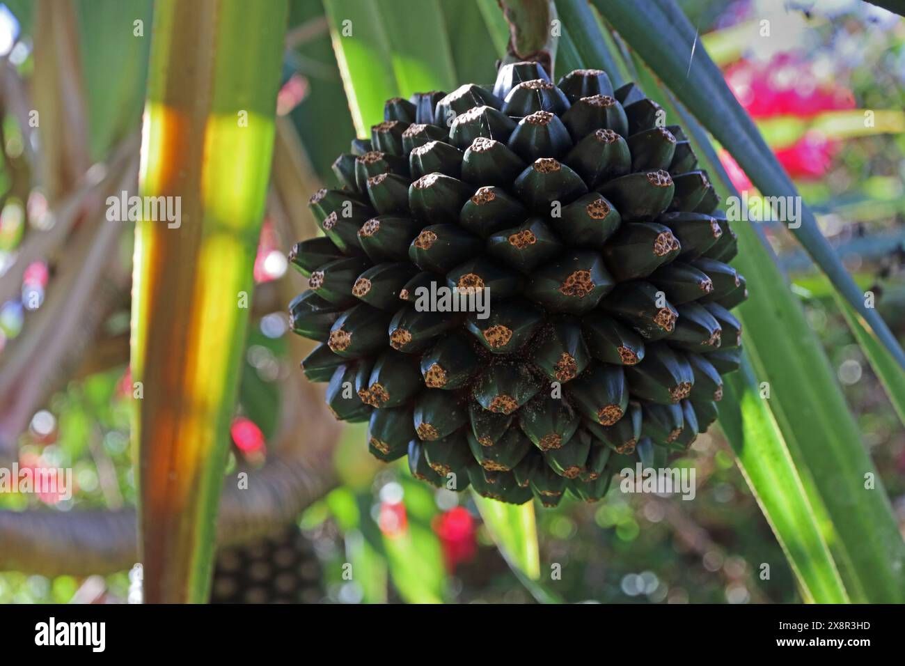 Frucht der Schraubenkiefer Stockfoto