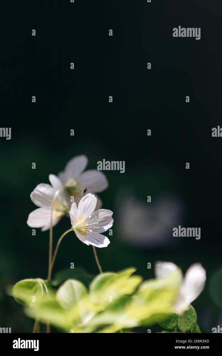 Weiße Anemonenblume im Sonnenlicht und eine winzige Fliege auf ihrem Blütenblatt Stockfoto