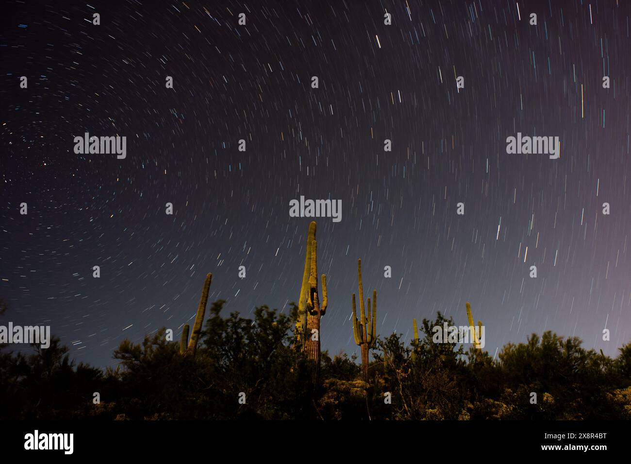 Saguaro Cactus im Lake Pleasant Regional Park Stockfoto