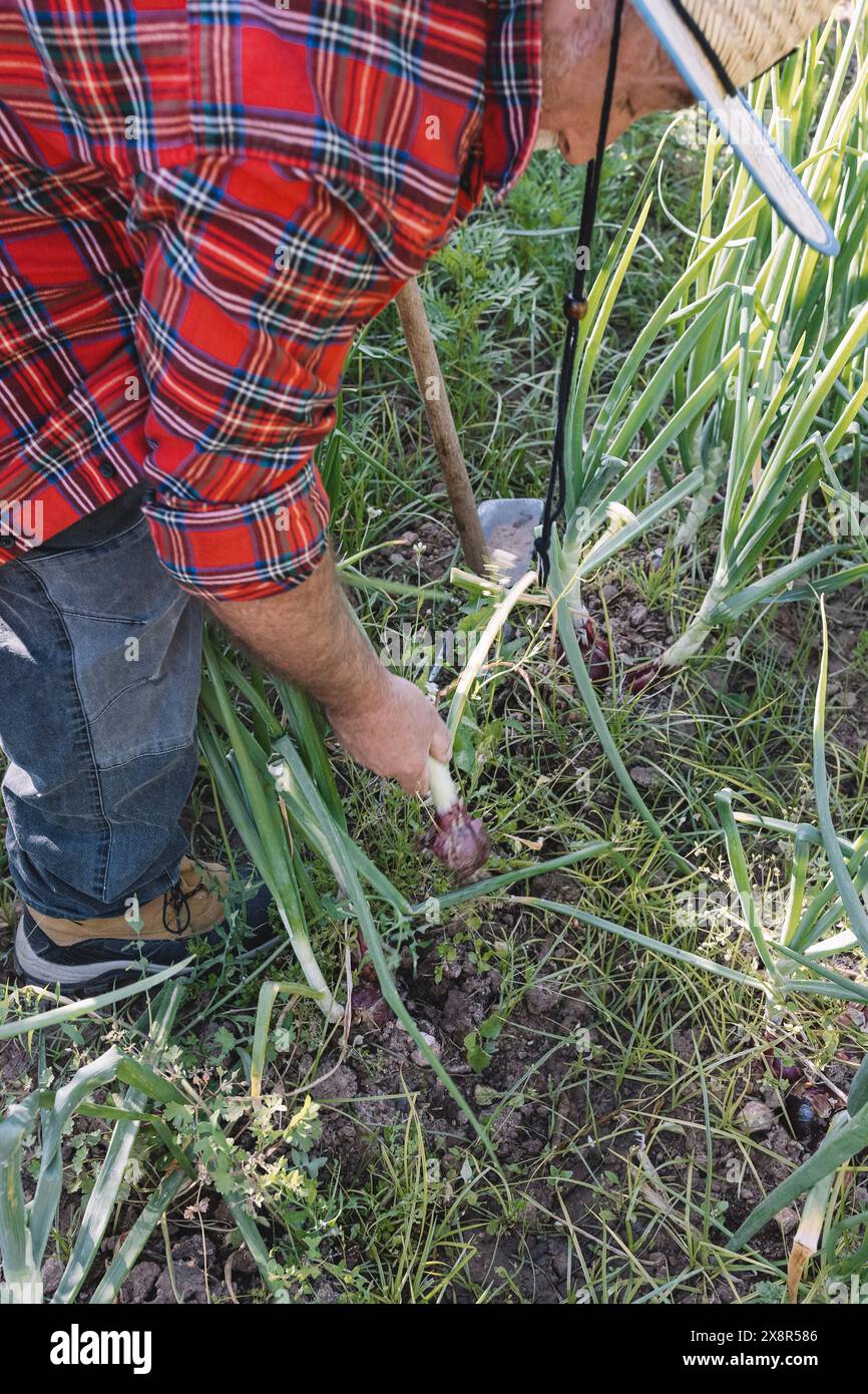 Bio-Gemüse. Landwirt pflückt frische Zwiebeln von Hand. Stockfoto