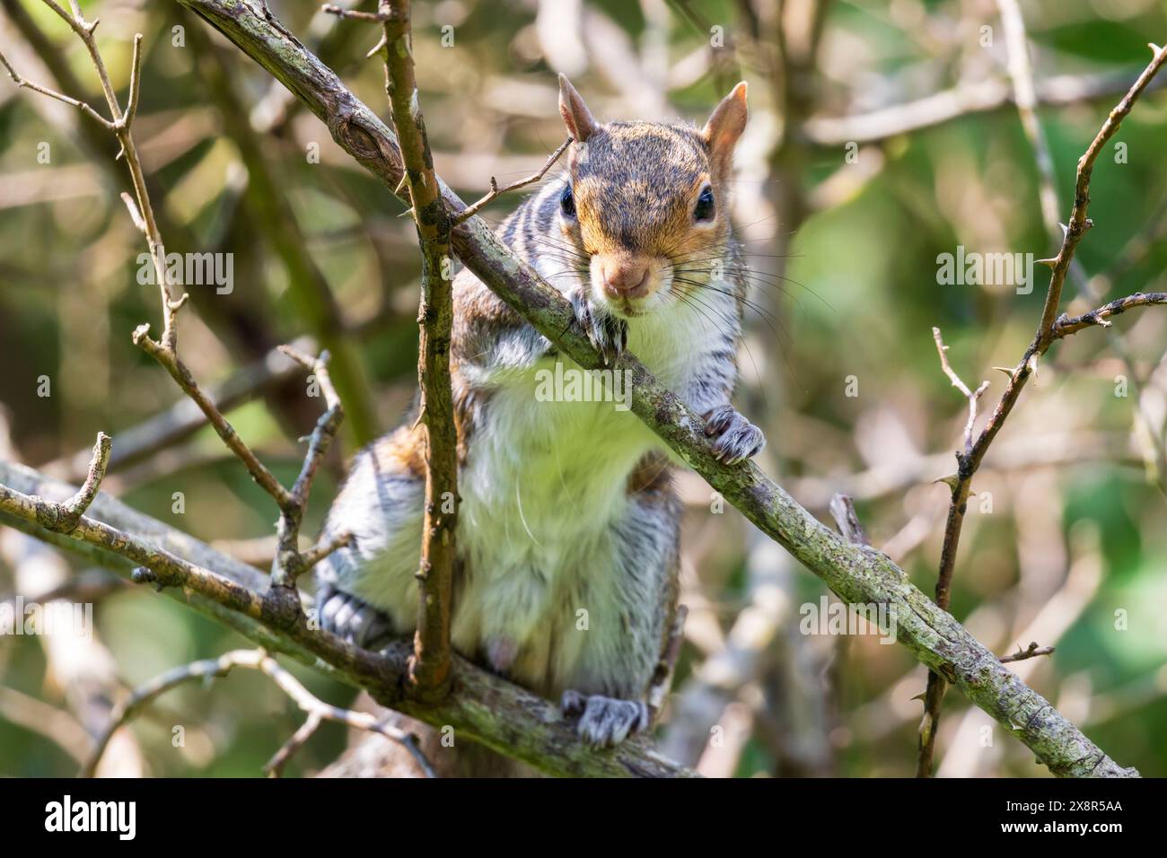 Ein graues Eichhörnchen, Sciurus carolinensis, sitzt zwischen den Zweigen eines Baumes in Sussex, Großbritannien Stockfoto