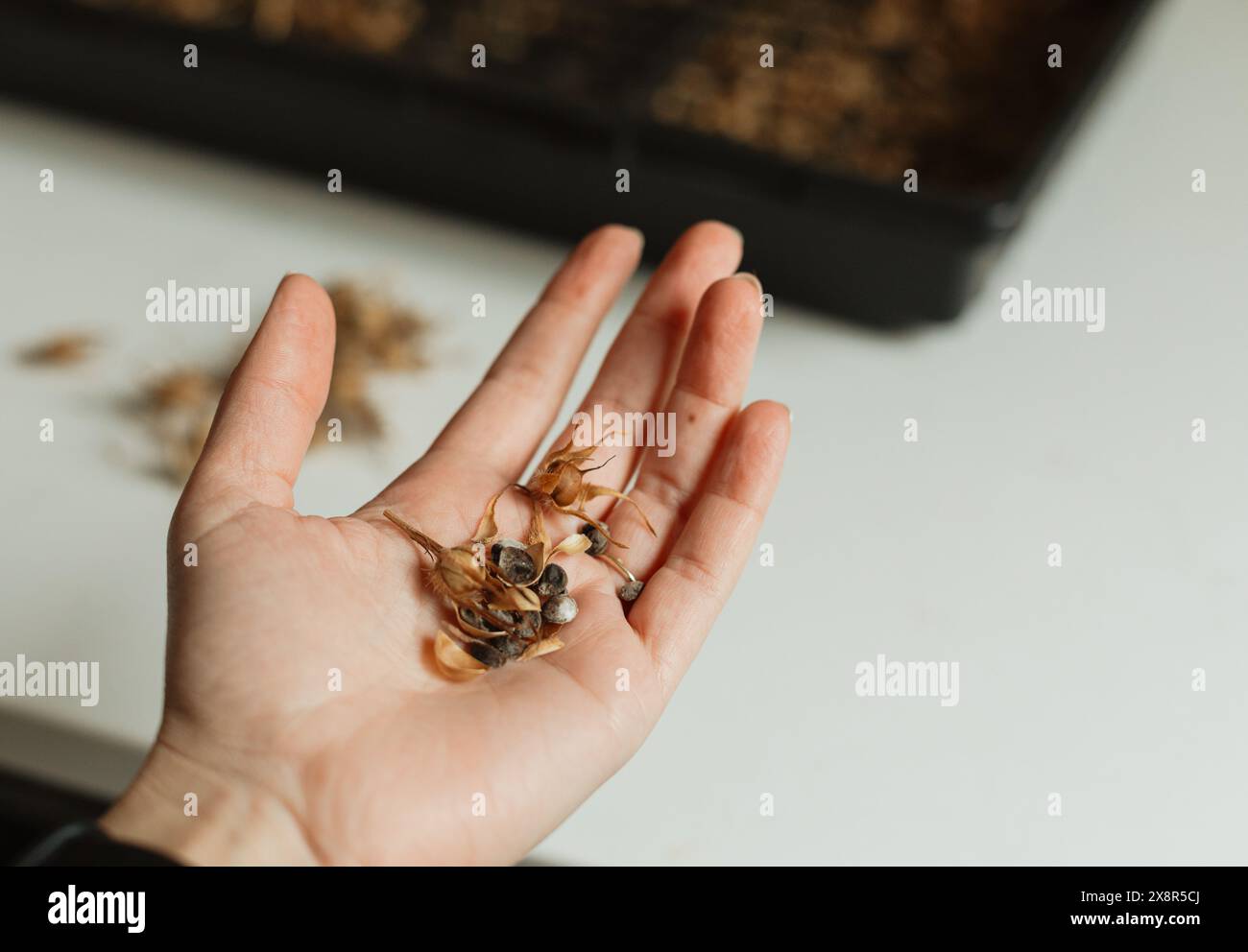 Morning Glory Samen in Palmsamen beginnen Stockfoto