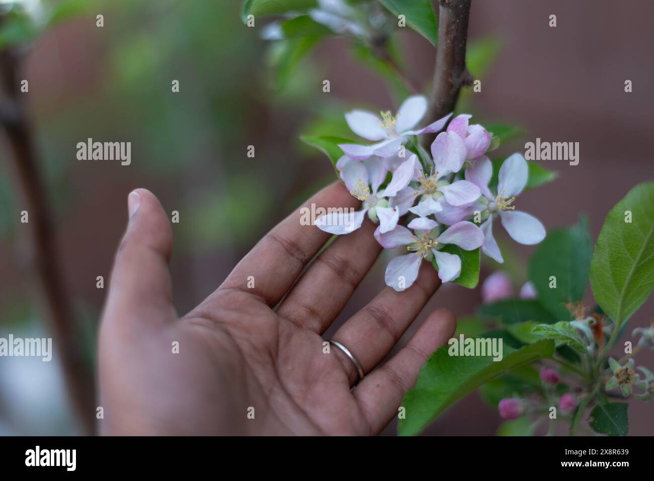 Die zarten weißen und rosafarbenen Birnenblüten von Hand berühren! Stockfoto