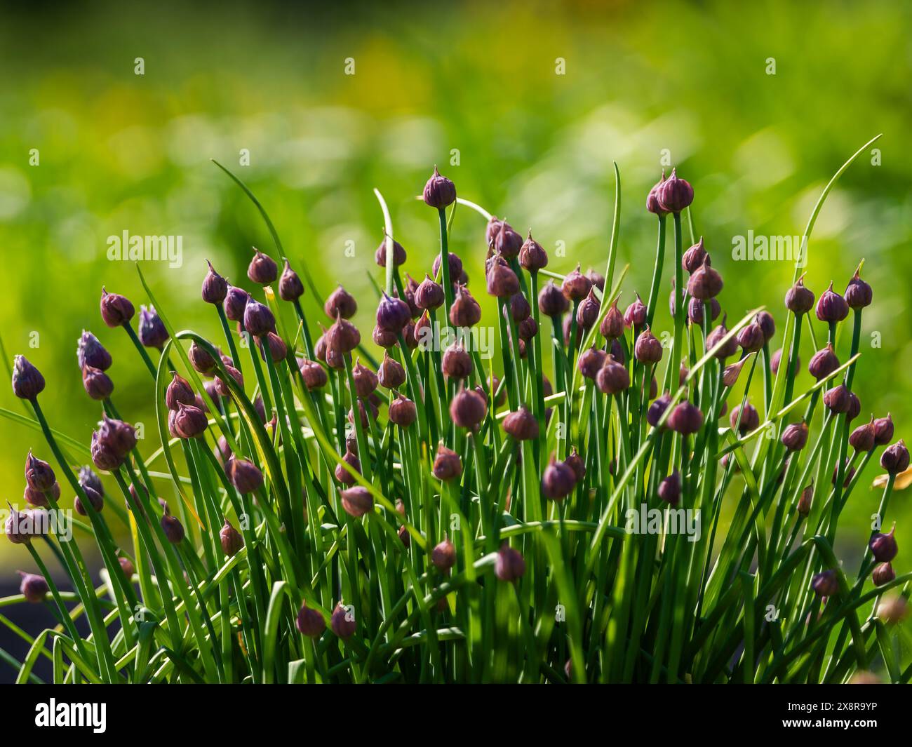 Schnittlauch, Bio-Kräuter im Garten. Allium schoenoprasum Knospen im Frühjahr. Wilde Schnittlauch, Blühende Zwiebeln, Knoblauch Schnittlauch, Chinesischer Schnittlauch. Pflanzliche Hintergras Stockfoto