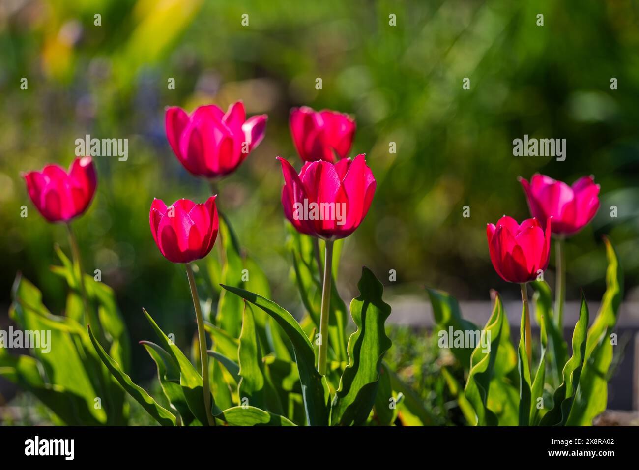Nahaufnahme von Hüttentuppen. Frühlingsblumen blühen im Garten. Tulpenblume Hintergrund gegen Abendsonne. Stockfoto