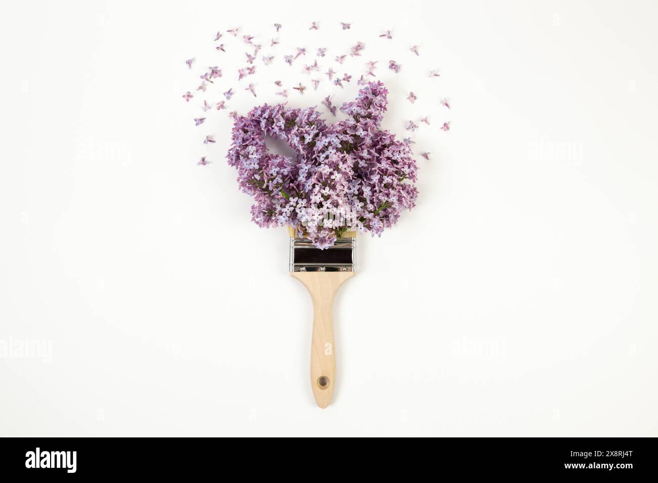 Blick von oben auf violette Fliederblüten auf weißem Hintergrund. Kreative Pinselkomposition. Federtapete, flach, Kopierraum. Stockfoto