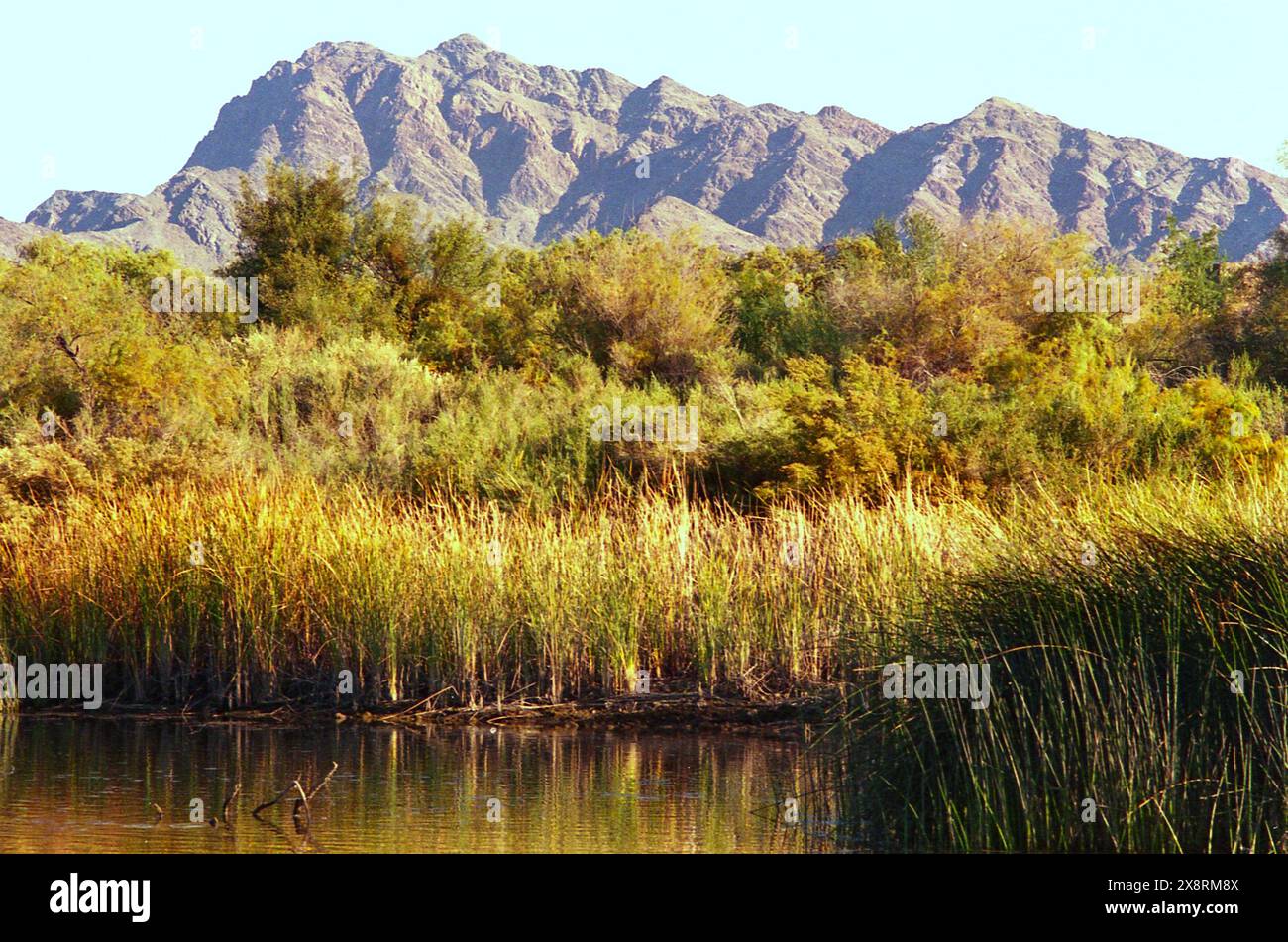 Colorado, USA, ca. 1987. Bulrush- und Kiefernbäume wachsen am Ufer eines Sees, mit den Rocky Mountains im Hintergrund. Stockfoto