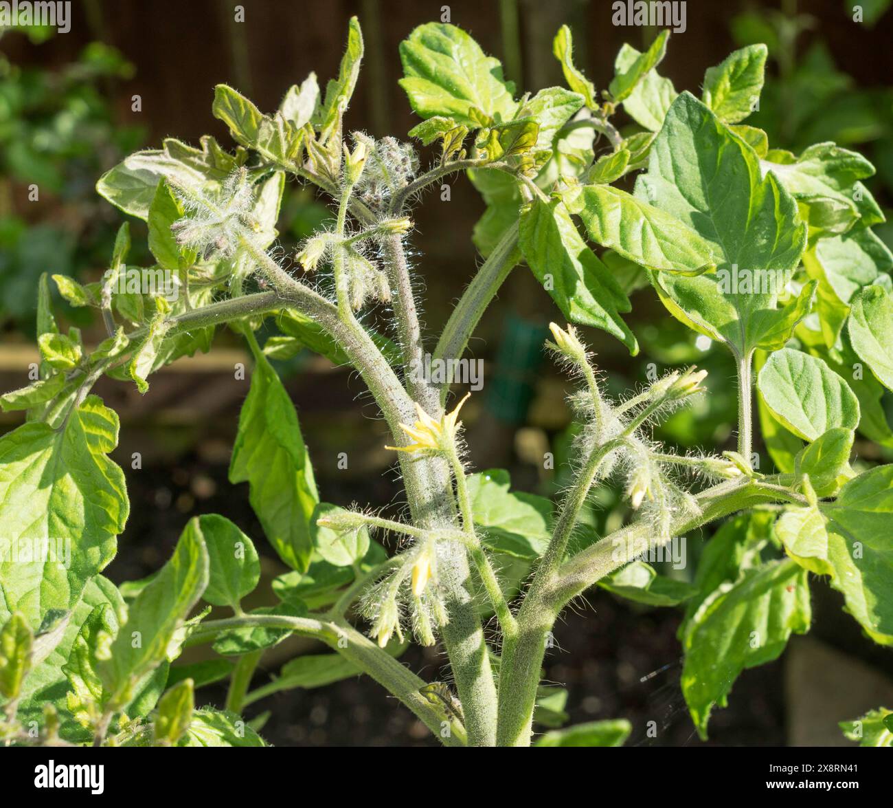Blumen öffnen sich auf Tomaten im Freien Garten Perle (Solanum lycopersicum), England, Großbritannien Stockfoto