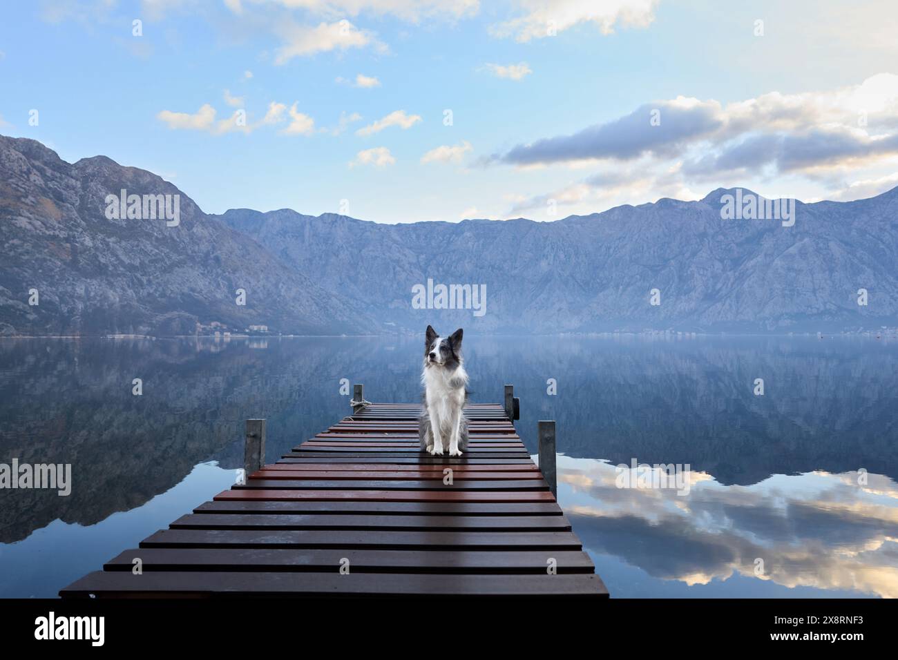 Ein Border Collie steht am Ende eines hölzernen Docks mit Blick auf einen spiegelähnlichen Bergsee unter einem bewölkten Himmel. Stockfoto