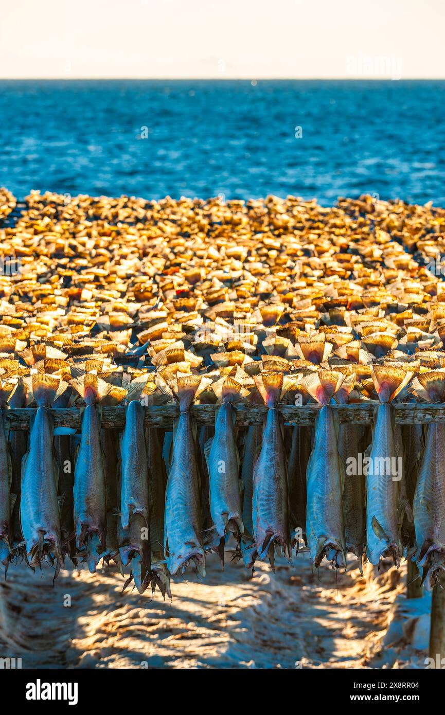 Fischreihen hängen auf traditionellen Trockenregalen in Lofoten, Norwegen, und fangen die kulturelle Praxis der Konservierung von Meeresfrüchten mit natürlichen Methoden ein. Stockfoto